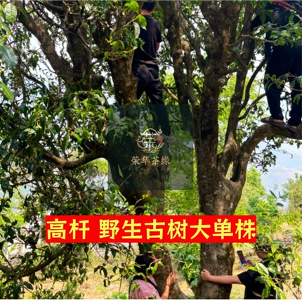云南滇红野生古树红茶四五百年古树晒红工夫红茶大单株精品高杆