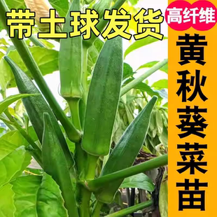 水果秋葵苗大苗带土老品种各种四季农家新鲜蔬菜秧苗阳台庭院植物