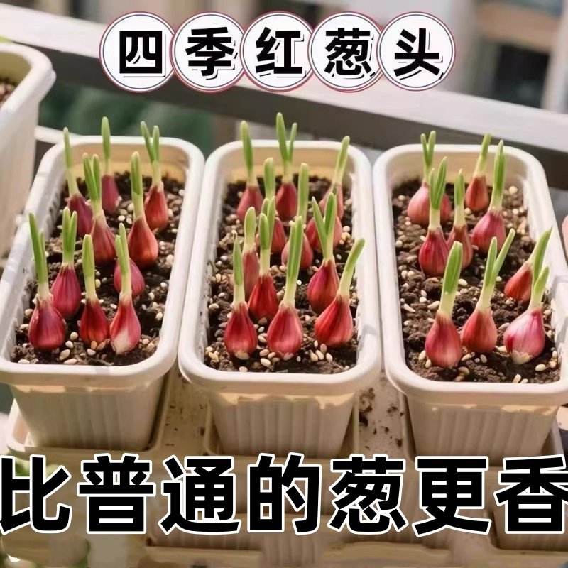 葱头种子四季小香葱小葱头正宗四川红葱头种籽子阳台盆栽蔬菜种子,鲜花速递/花卉仿真/绿植园艺,红掌/凤梨/温室花卉,淘宝优惠券,粉丝福利购,淘宝优惠卷