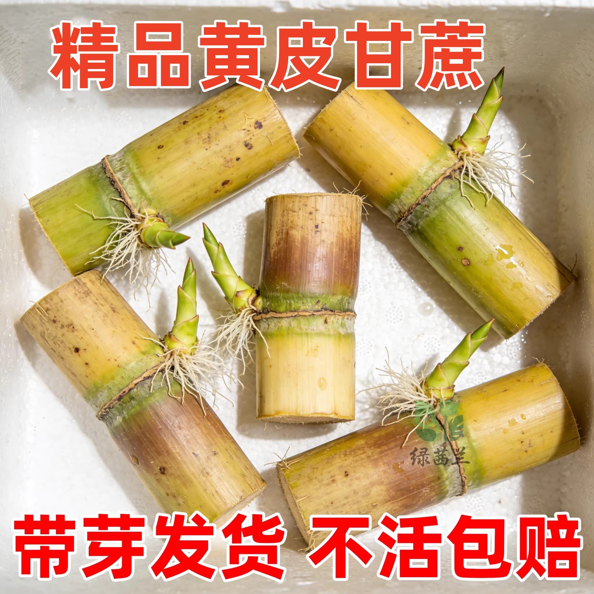 黄金白玉甘蔗种苗盆栽正宗广西黄皮甘蔗苗种黑皮甘蔗种节南北方种