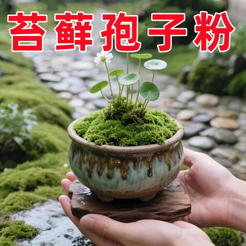 苔藓孢子粉四季鲜活青苔绿植短绒吸水石苔藓种子微景观盆景造假山,鲜花速递/花卉仿真/绿植园艺,种苗/半成品盆栽,淘宝优惠券,粉丝福利购,淘宝优惠卷