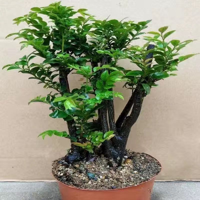 小叶紫檀盆景树桩绿植树苗多桩香檀木室内客厅花卉盆栽植物老桩镇