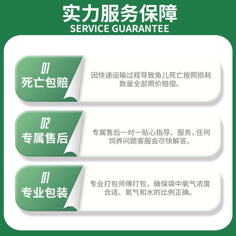 【高质】兰寿顶红金鱼淡水锦鲤观赏鱼纯种国粹泰狮小金鱼活鱼好养