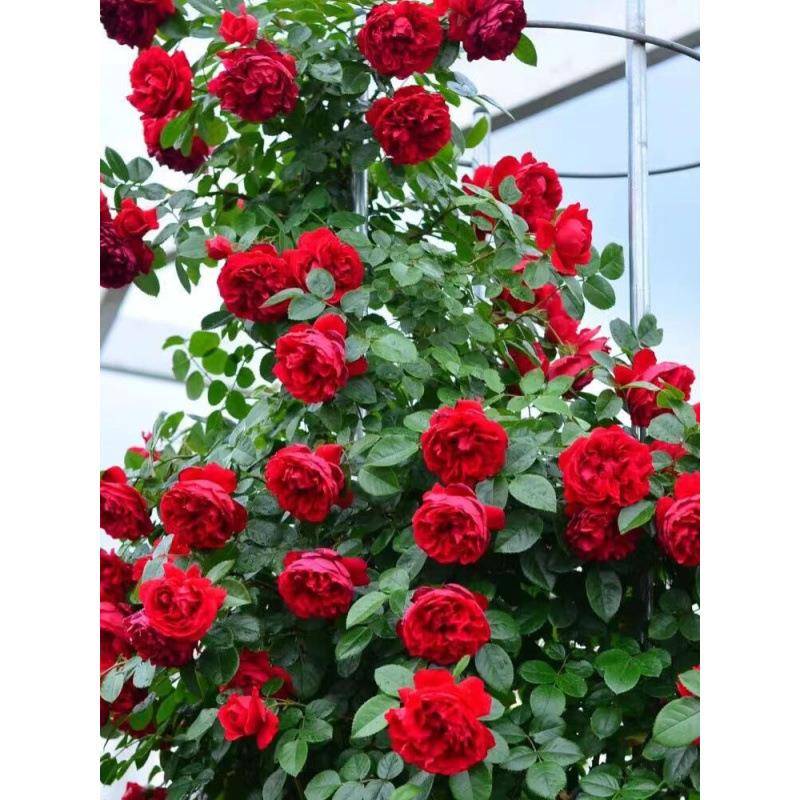 大爬藤 精品月季 耐寒耐热 庭院花园爬墙 大花浓香 花海花柱 品多