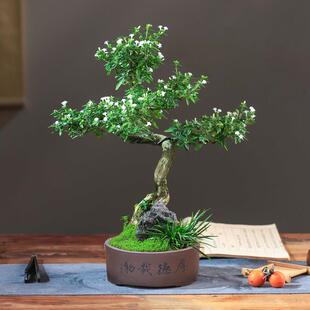 六月雪盆景植物办公室客厅好养老桩造型茶室桌面绿植花卉常绿盆栽