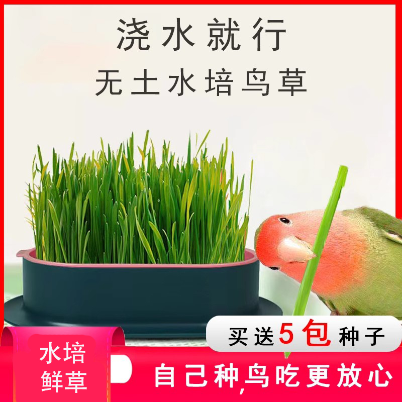 鹦鹉鸟草种子水培盒发芽鸟食用草