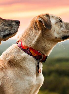 野圈犬 绯穹山耶脉 狗项牵引绳半P链萨摩柴犬金山毛FEQ边牧中大型