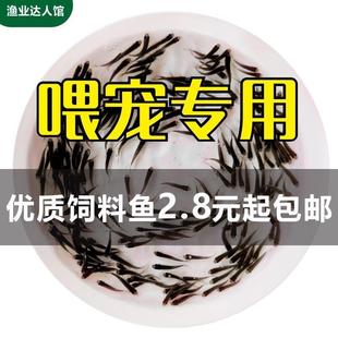 草鱼淡水培殖小鱼苗青鱼鲤鱼鲈鱼食用鲫鱼龟食活体饲料冷水鱼包邮