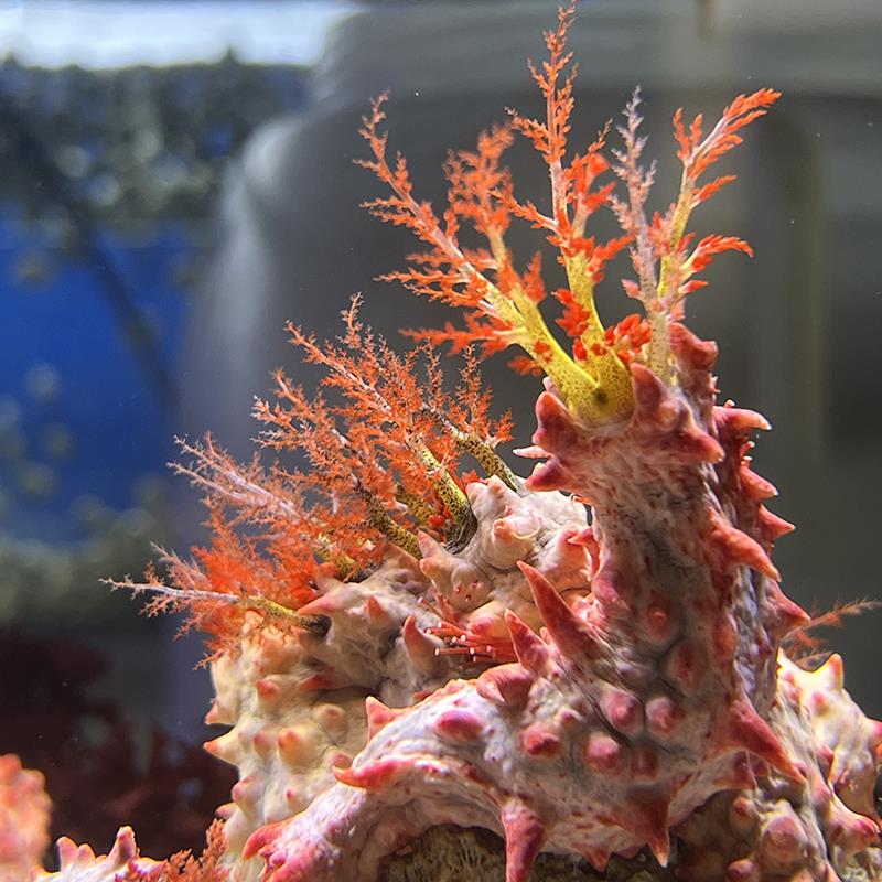 海缸观赏红海参5-10cm滤食性动物不用喂捕食浮游生物观赏海洋生物