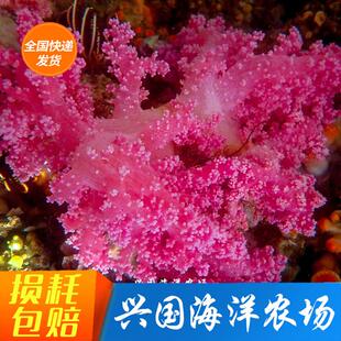 红水珊瑚 水桃花 海水紫鸡冠花NPS活体软珊瑚缸海洋生物 快递粉色