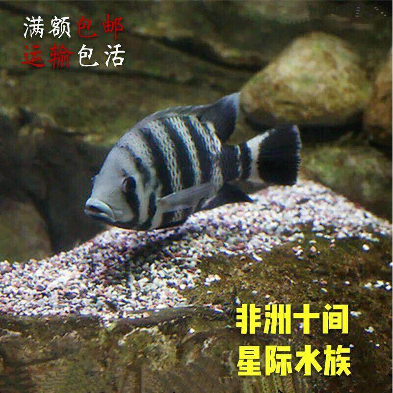 热带鱼观赏鱼大型凶猛食肉淡水宠物水族活体十间鱼坦雕鱼好养耐活,宠物/宠物食品及用品,鱼,淘宝优惠券,粉丝福利购,淘宝优惠卷