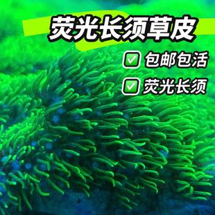 草皮珊瑚荧光绿长须软体珊瑚草皮长须绿草皮皮革手星花海水缸