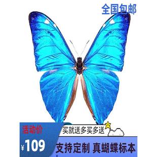 阿安东尼斯闪蝶蓝色蝴蝶标本未展翅原蝶成品礼物相框摆件挂画壁画
