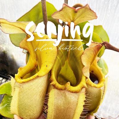 维奇bario猪笼草/高地金绿唇个体/一物一拍练手价/高端食虫植物