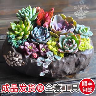 包邮 多肉组合盆教师节礼物盆栽 天天特价 成品 多肉新手套装
