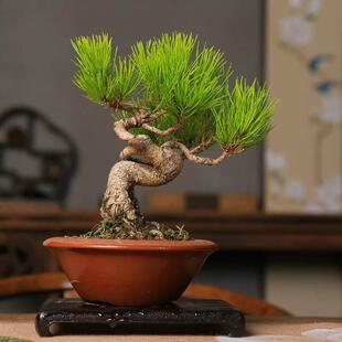 精品黄山松盆养多年根系好一物一拍中式盆景书房阳台造型松树盆景