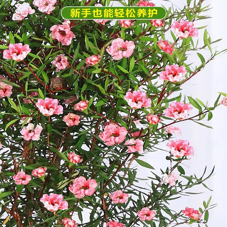 松红梅盆栽带花苞三色室内