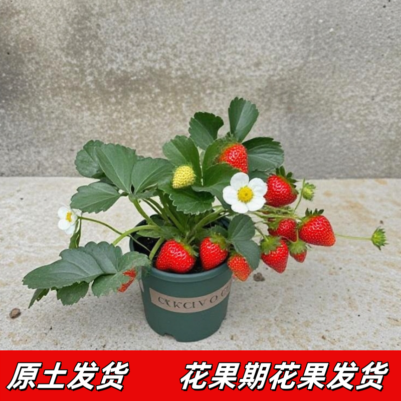 四季草莓苗奶油盆栽食用带土带盆