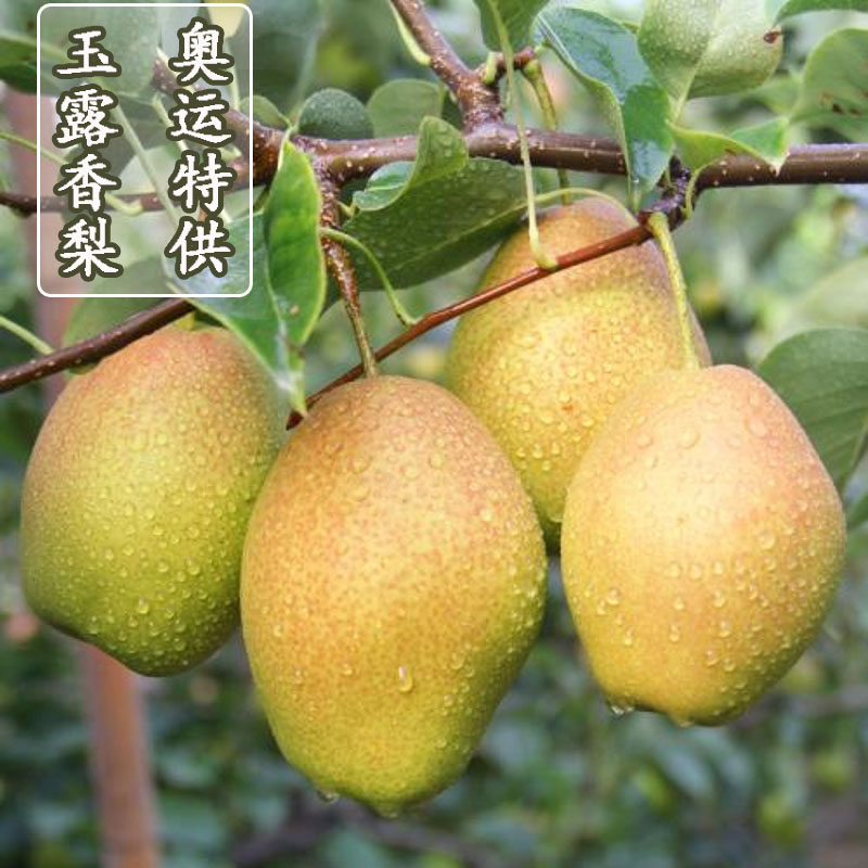 香梨树果苗嫁接活新品种玉