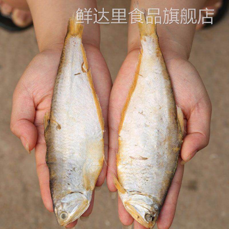 黄鲫鱼干500油扣黄尖子马口鱼干海鲜干货小咸鱼干毛扣鱼海鱼干图片