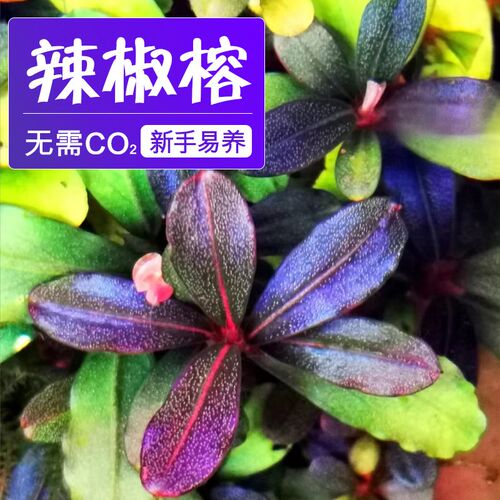 辣椒榕水草植物水下叶定值水榕稀有幽灵蓝精灵阴性易发色鱼缸造景