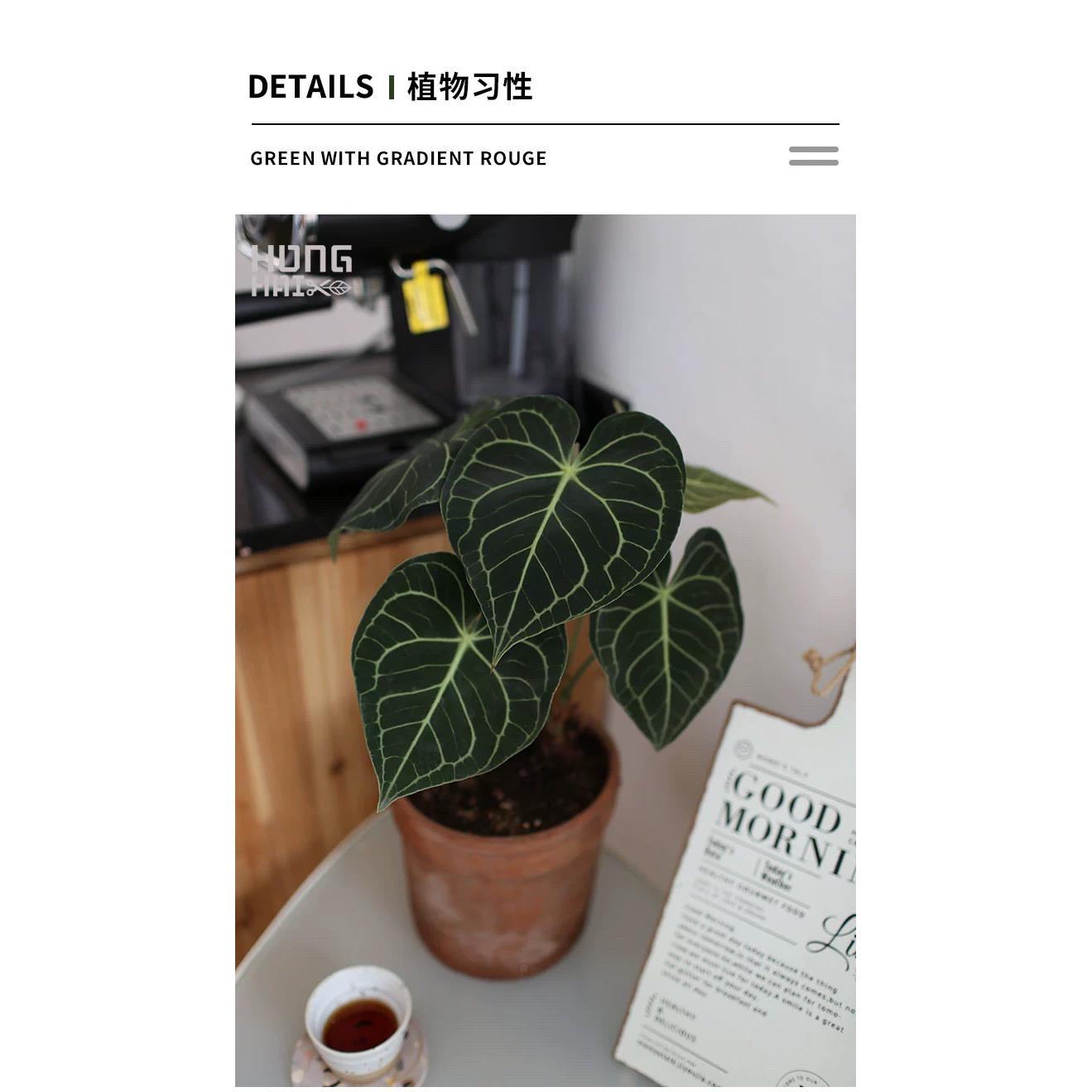 克莱恩花烛 水晶花烛心形绒面质感 热带大型叶片好养观叶植物包邮