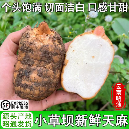 云南昭通小草坝新鲜天麻