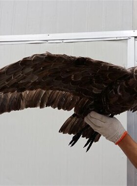仿真羽毛展翅灰色老鹰园林橱窗展示摆件大堂影视道具田园驱鸟模型