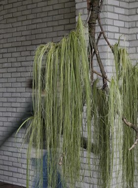 花艺装置b美陈花材水烛叶丝干花花束垂挂型装饰材料大型草月流摆