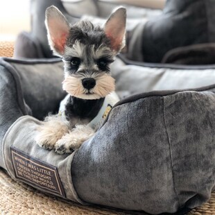 四季全可拆洗狗窝雪纳瑞冬季窝垫狗垫猫窝耐脏中小型宠物狗床加厚