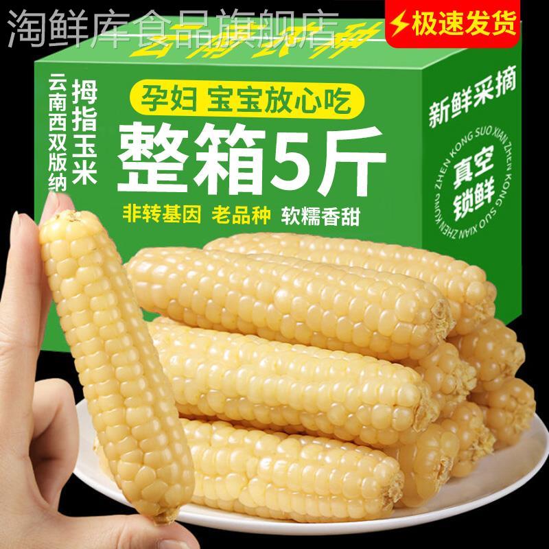 拇指玉米婴儿西双版纳手指小拇指香糯小玉米云南宝宝姆母指版纳糯