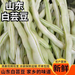 净重山东芸豆新鲜豆角蔬菜四季 豆白不老豆角老来少白云豆米豆五斤