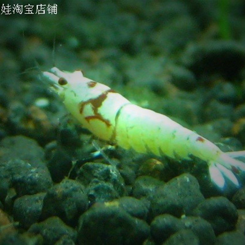 花头水晶b虾/水晶虾/观赏虾/高级别水晶虾