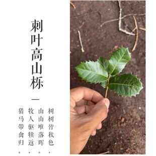 鹿角枝黄栎木黄梨木香槟木南美鱼缸造景沉木倒挂树枝树形木艺树叉