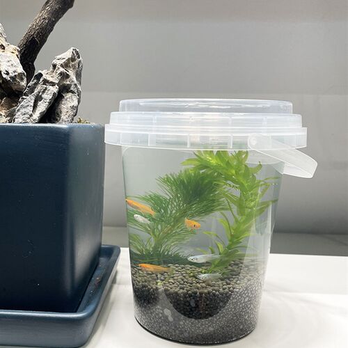 生态瓶DIY小鱼手提塑料微景观淡水冷水观赏鱼虾蟹真水草活体