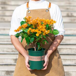 三角梅盆栽带花苞老桩花卉室内阳台室外庭院四季开花好养易活植物
