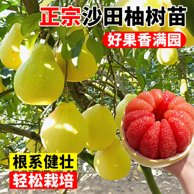 沙田柚子树苗嫁接大当年结