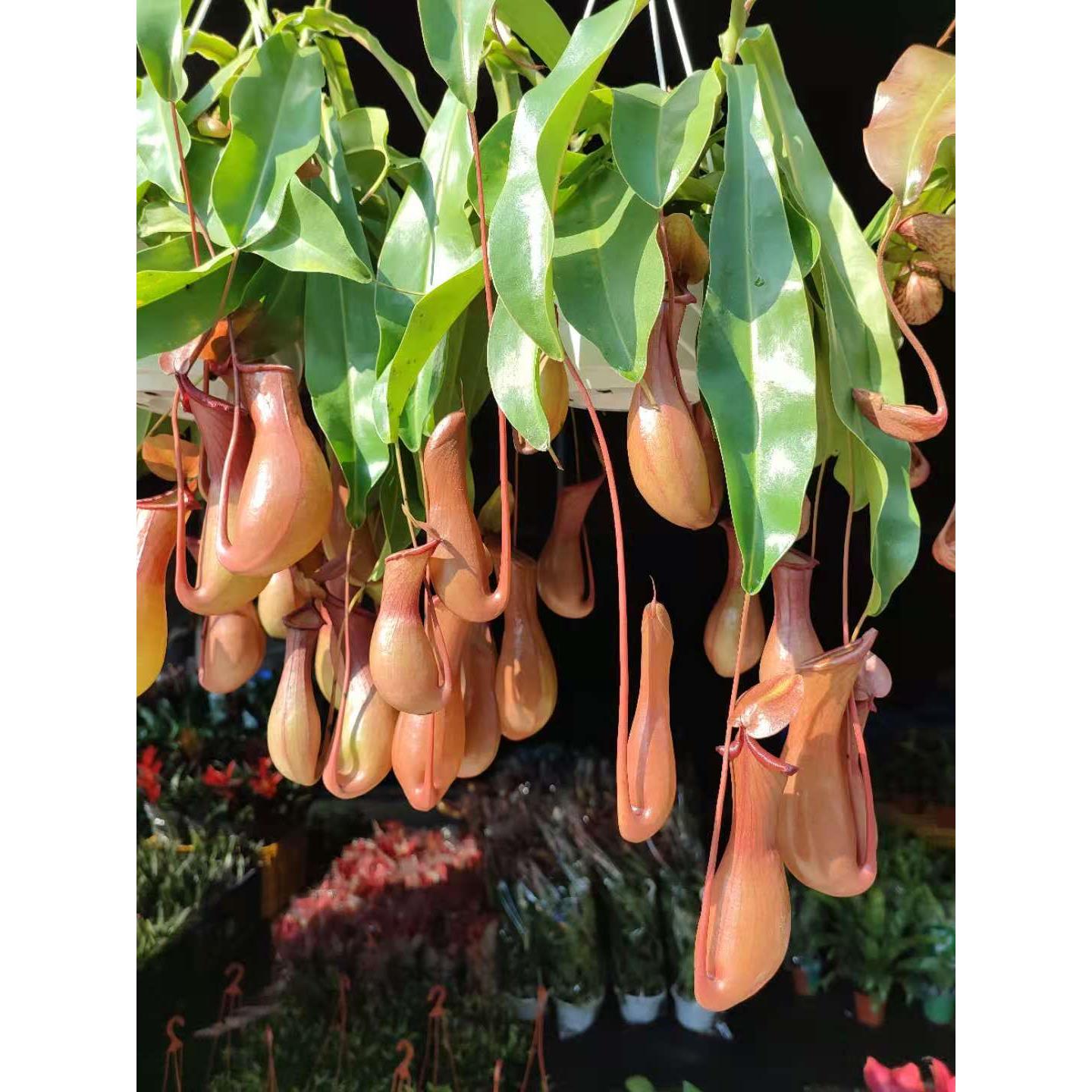 室内食虫盆栽垂吊猪笼草捕蝇草驱蚊绿植创意植物花卉含盆发货包邮
