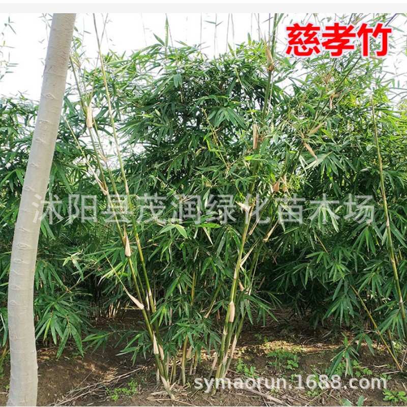 {活动价}庭院地栽水养慈孝竹苗植物室内盆栽凤尾竹丛生常青绿植风