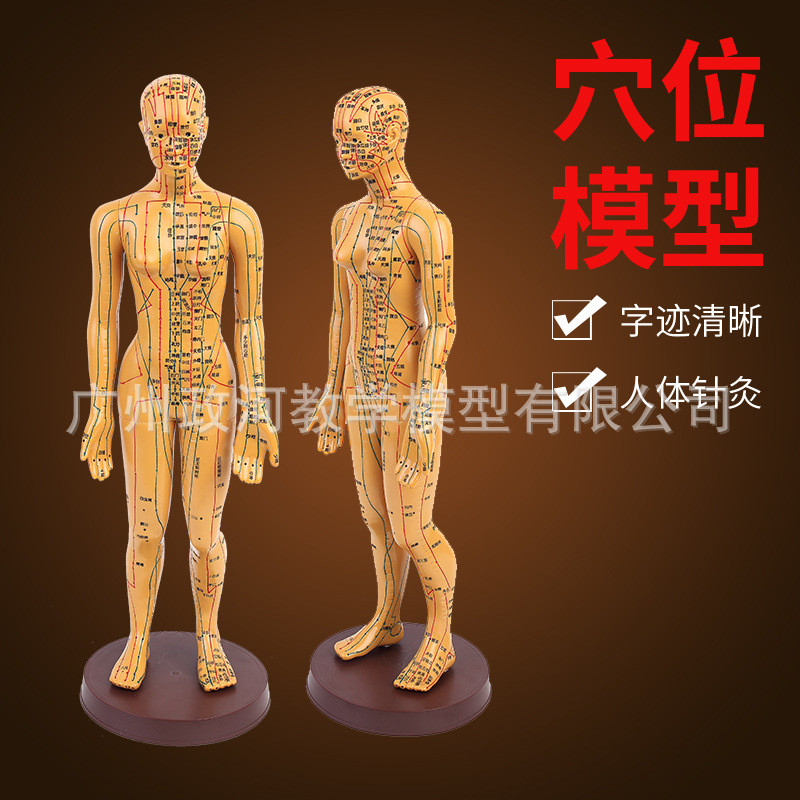 中医经络通针灸人体穴位模型按摩教学48cm女小人铜色高清晰刻字