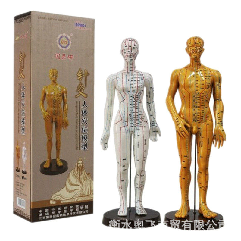国医研针灸穴位图人体模型刻字教学男女经络针灸清晰穴位模特48cm
