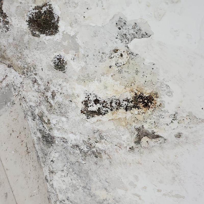 墙面防水材料防碱防霉墙壁渗水潮湿脱落修复装修翻新发霉白毛处理,基础建材,防水卷材,淘宝优惠券,粉丝福利购,淘宝优惠卷