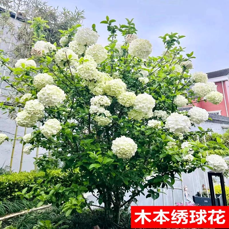 中华木本绣球花树苗斗球花南北方种植白麻球琼花庭院地栽阳台盆栽
