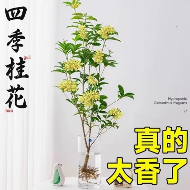 水培桂花盆栽好养绿植水养植物四季桂花树苗鲜切花浓香型室内花卉