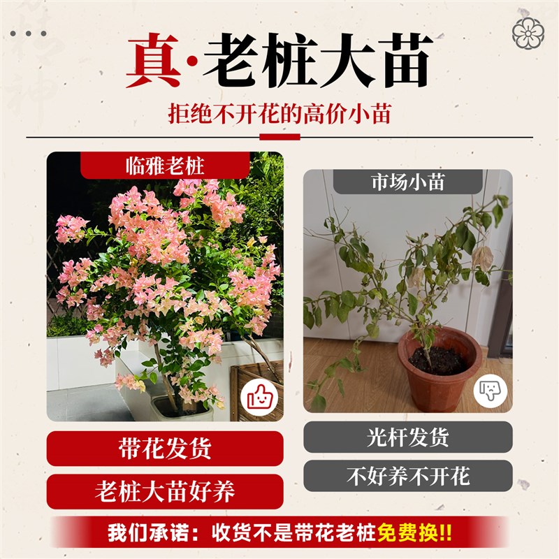 三角梅盆栽卡亚塔带花发货老桩重瓣大苗四季开花卉懒人好养绿植物