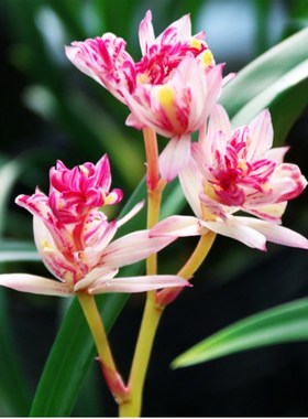 翁源兰花高端四季建兰铭品红禅牡丹夏秋花期红色奇花浓香好养盆栽