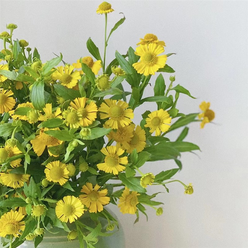 油画小菊小众精品花材家庭瓶插花艺婚庆节日比赛装饰花束应季鲜花图片
