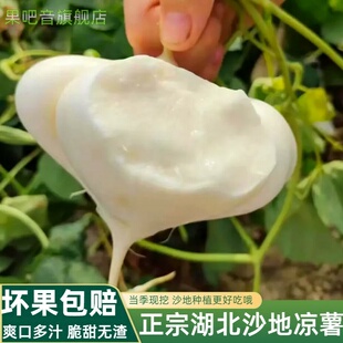 湖北凉薯农家沙地种植白心地瓜沙葛现挖番薯豆薯土瓜新鲜9斤整箱0
