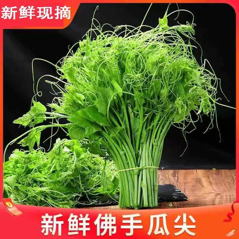 农家自种佛手瓜尖新鲜龙须菜洋丝瓜尖伏儿瓜尖现摘现发 包邮
