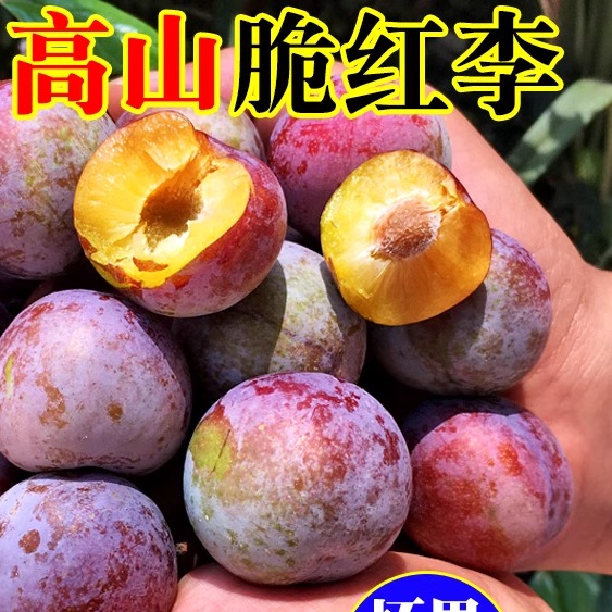 脆红李脱骨李红脆李子新鲜李子10斤新鲜黑布林当季孕妇水果李子